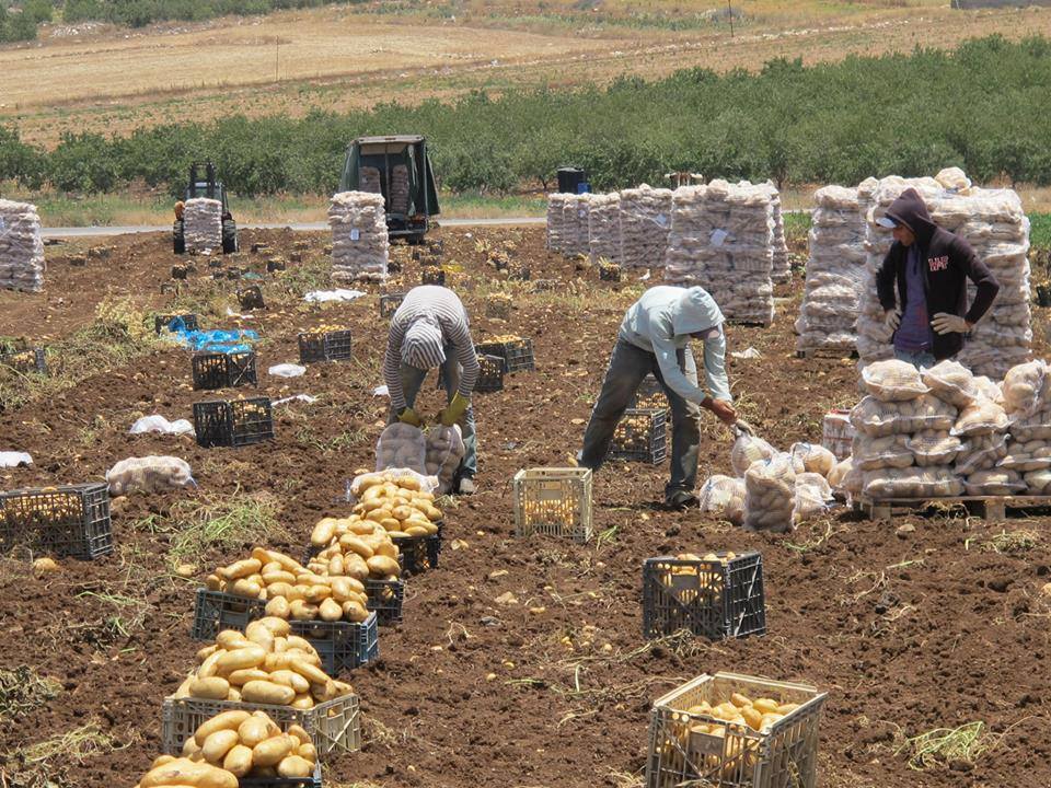 لأول مرة: البطاطا الفلسطينية في طريقها إلى الكويت