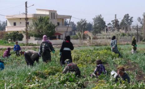 سكان حلب يستعدون للحصار بالزراعة و تربية الحيوانات