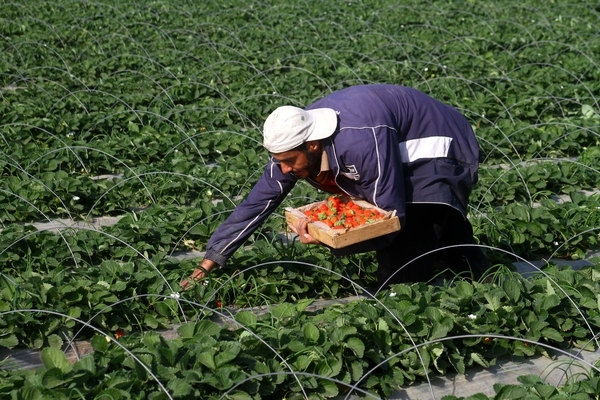 الفلسطينيون يتحولون من مجتمع زراعي حرفي إلى مجتمع وظائفي