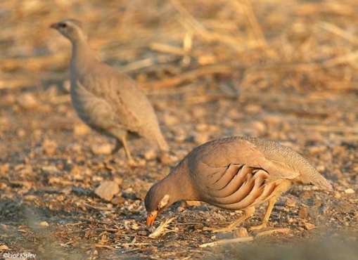 طائر الحجل في غزة