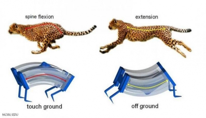 علماء يطورون أسرع روبوت في العالم
