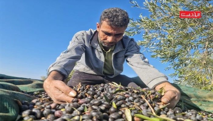 “الزراعة”: بدء موسم قطف الزيتون في الثاني عشر من الشهر المقبل
