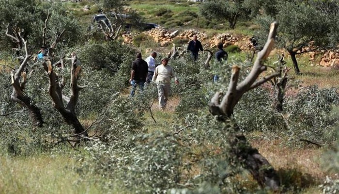 مستوطنون يقطعون أشجار زيتون في بتير غرب بيت لحم
